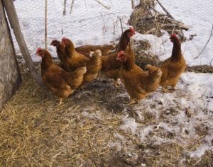 Diseases of chickens in winter and their treatment