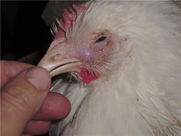 Diseases of chickens in winter - laryngotracheitis