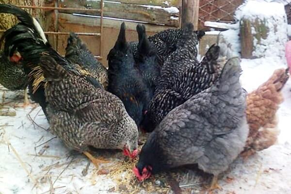 How to feed chickens in winter