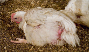 How chickens get sick in winter - colibacillosis