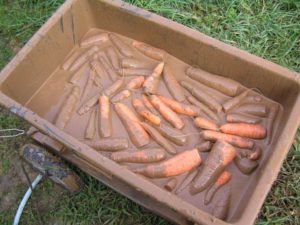 How to store carrots in clay