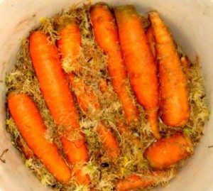 How to store carrots in moss