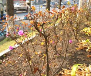 How to prune a rhododendron in the fall