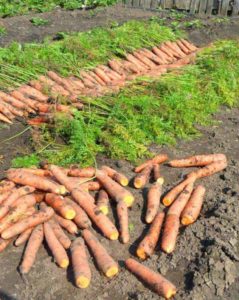 How to prepare carrots for storage