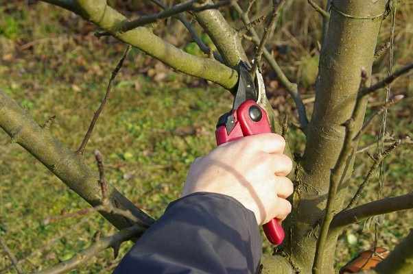 Scheme of pruning an apple tree in spring