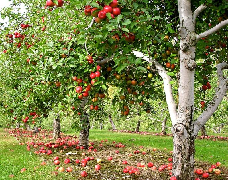 Kā stādīt ābeles rudenī