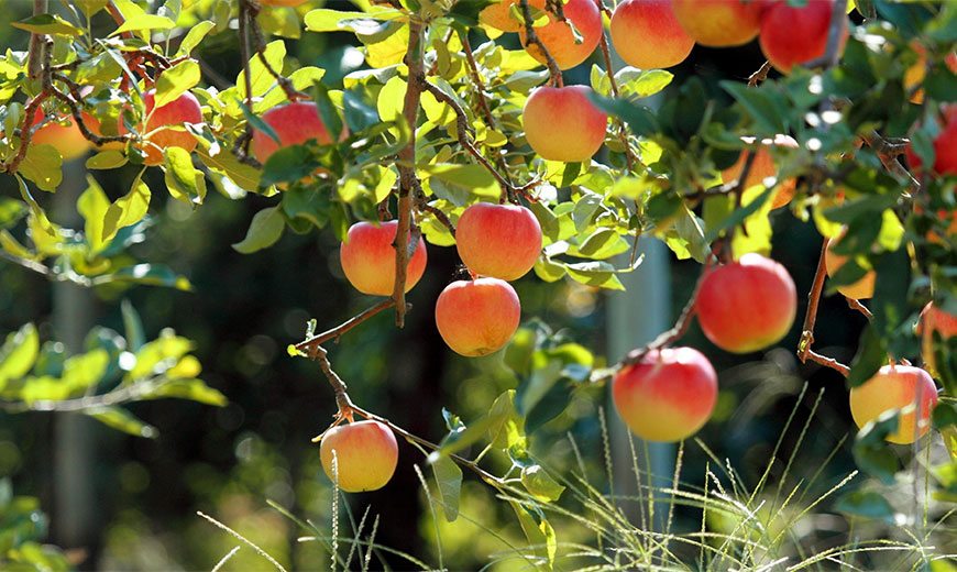 Hogyan kell ültetni egy almafát ősszel, lépésről lépésre