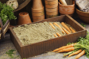How to store carrots in the sand for the winter