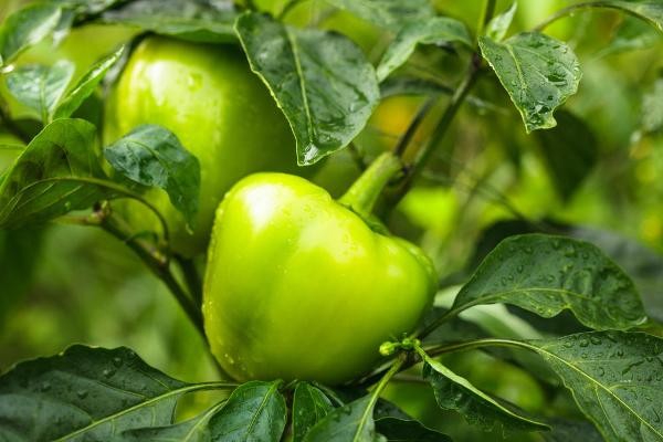When to collect bell peppers for storage