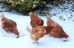 Csirkék télen otthon