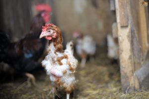 Moulting in autumn in chickens