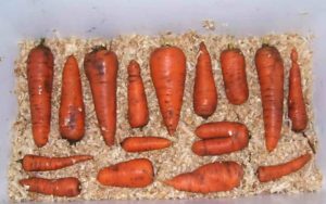 Is it possible to store carrots in sawdust