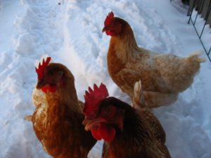 Frostbite in chickens in winter