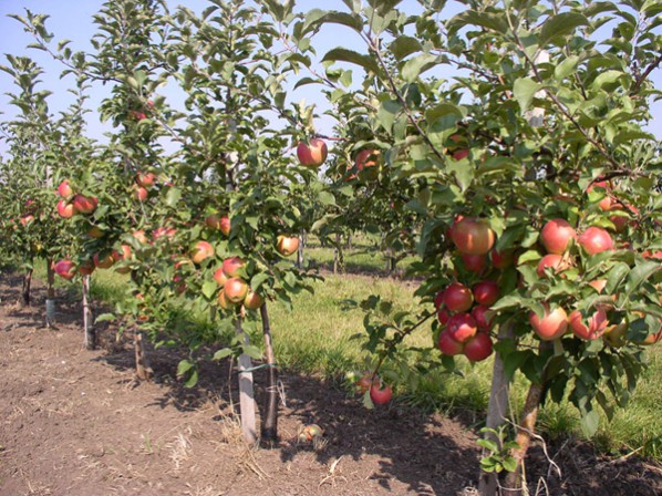 Törpe almafák metszése tavasszal