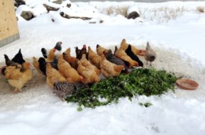 A tojótyúkok táplálkozása télen