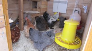 Preparing the chicken coop for winter