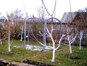 Preparing an apple tree for winter