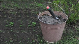 Top dressing and fertilization of plums in autumn