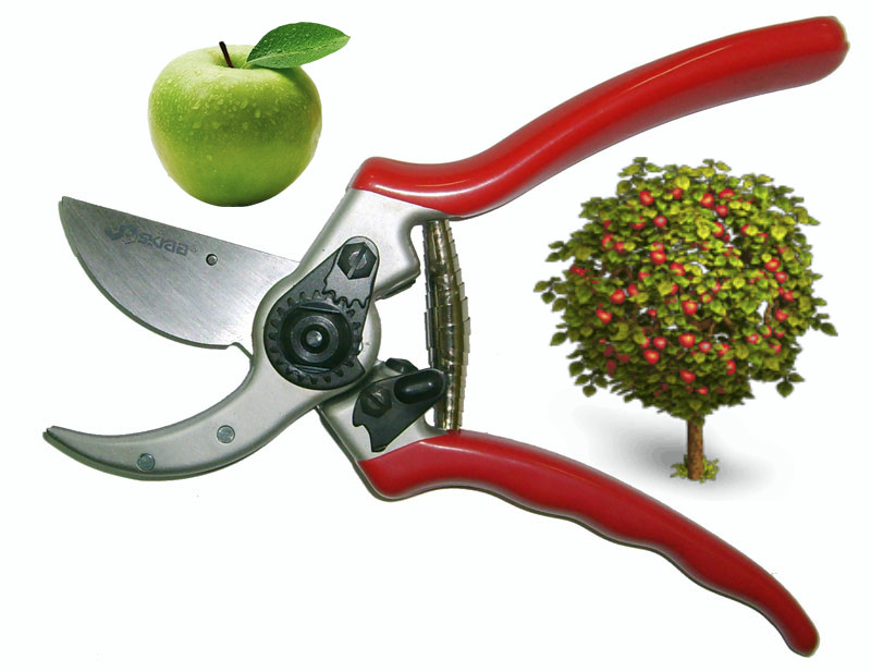 فوائد تقليم أشجار التفاح في الربيع