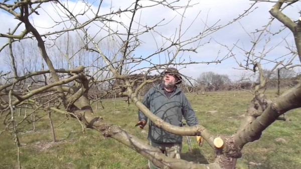 Az almafák metszésének előnyei tavasszal