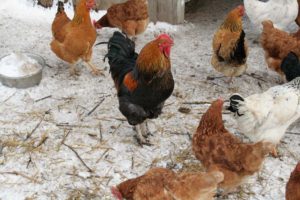 At what temperature can you walk chickens in winter