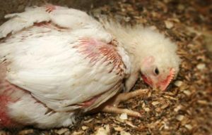 Salmonellosis in chickens in winter