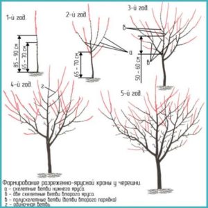 Cherry pruning scheme