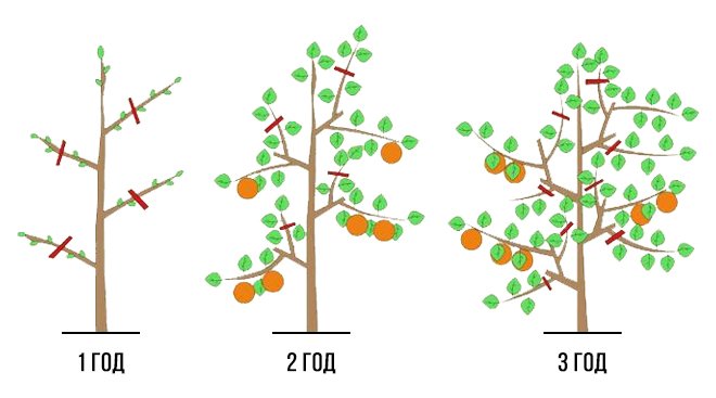 Oszlopos almafák tavaszi metszésének rendszere
