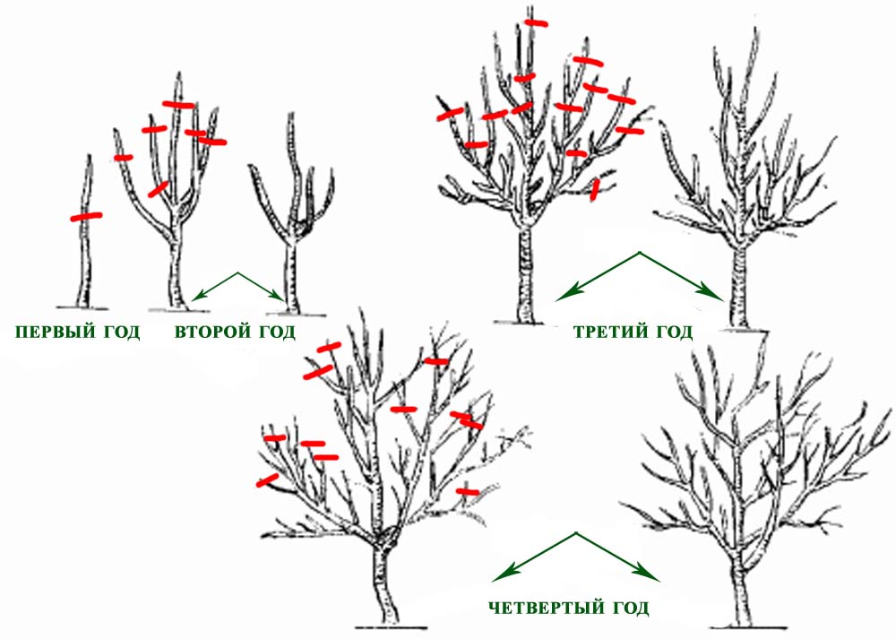 Scheme of pruning young apple trees in spring
