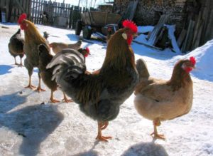 Keeping laying hens in winter