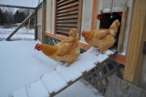 Keeping chickens indoors in winter