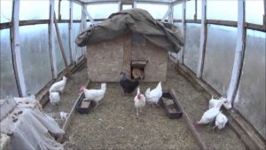 Keeping chickens in a polycarbonate greenhouse in winter