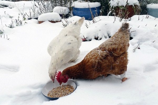 Csirkék gondozása télen