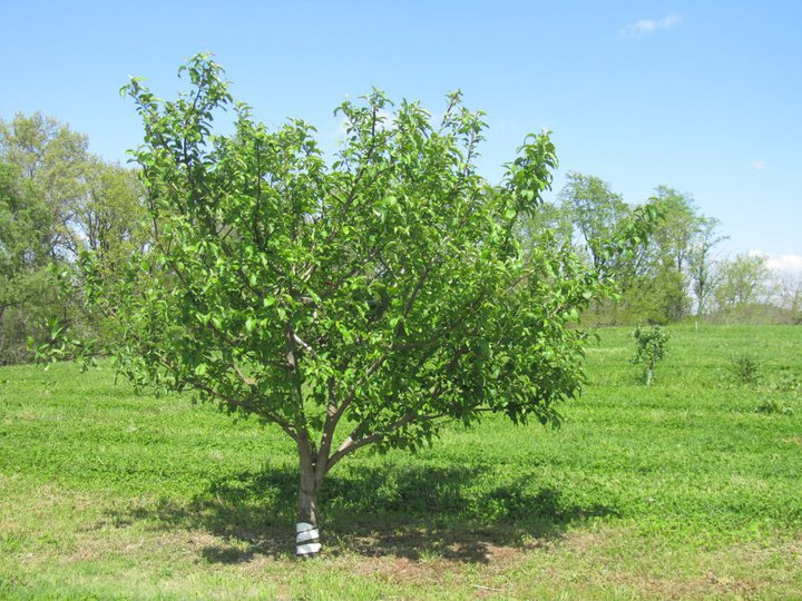 رعاية شجرة التفاح بعد التقليم في الربيع