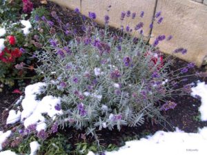 Lavender shelter for the winter