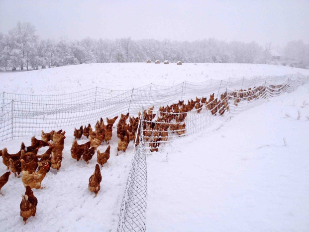 diseases of laying hens in winter and their treatment