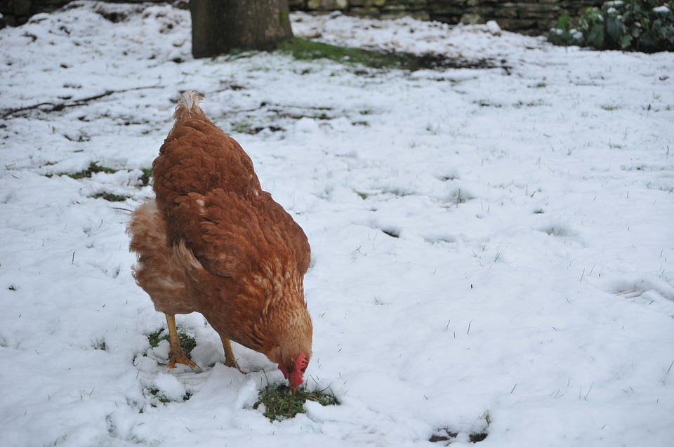 to avoid frostbite, the laying hen should be outside for no more than 2 hours