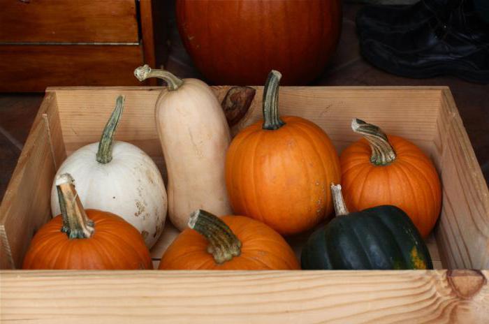 Storing a pumpkin in an apartment is not that difficult!