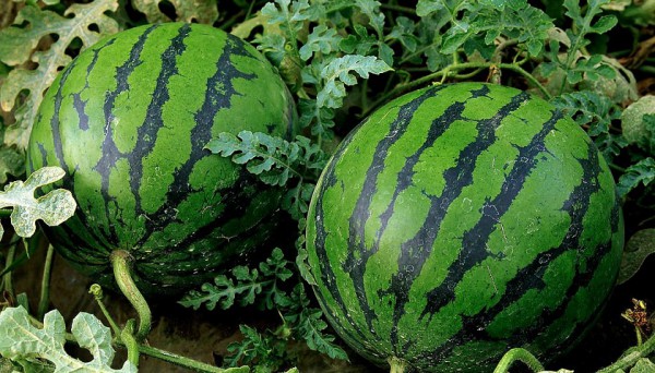 how to keep a watermelon at home