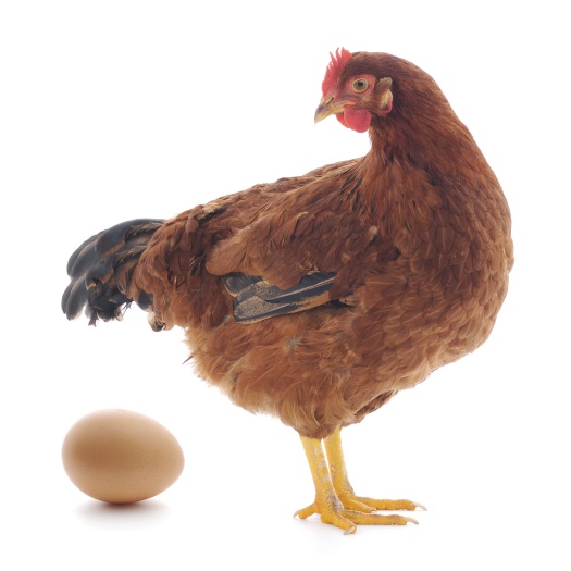 arthritis treatment in laying hens