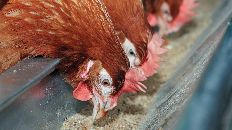 treatment of laying hen disease