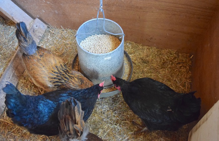 good nutrition of laying hens for the treatment of diseases in winter