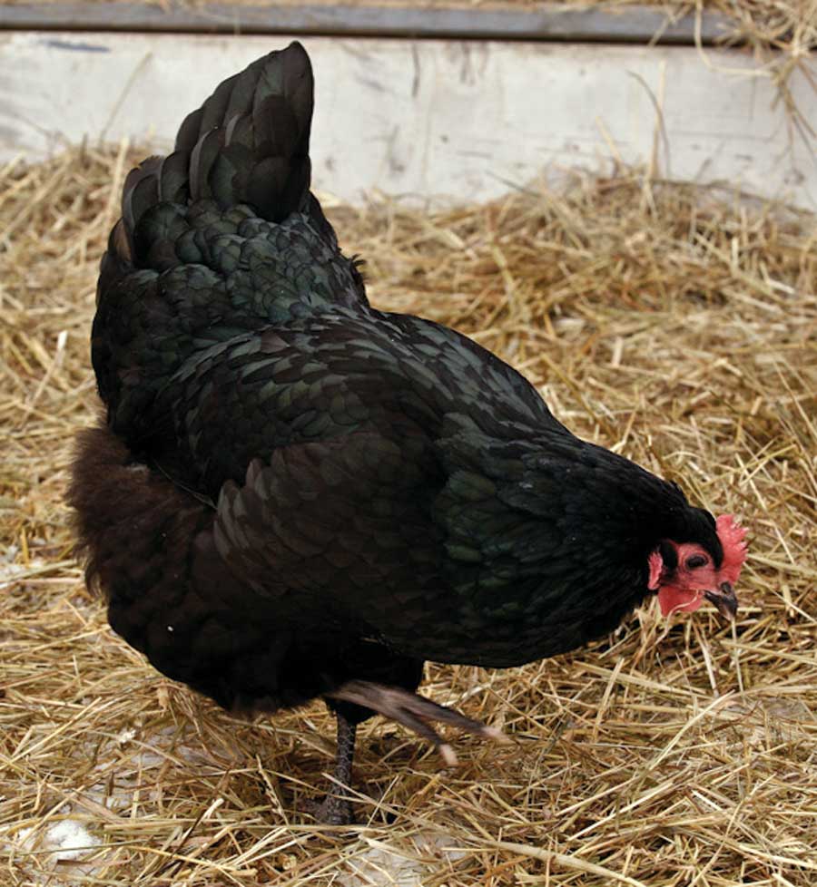 prevention of diseases in laying hens