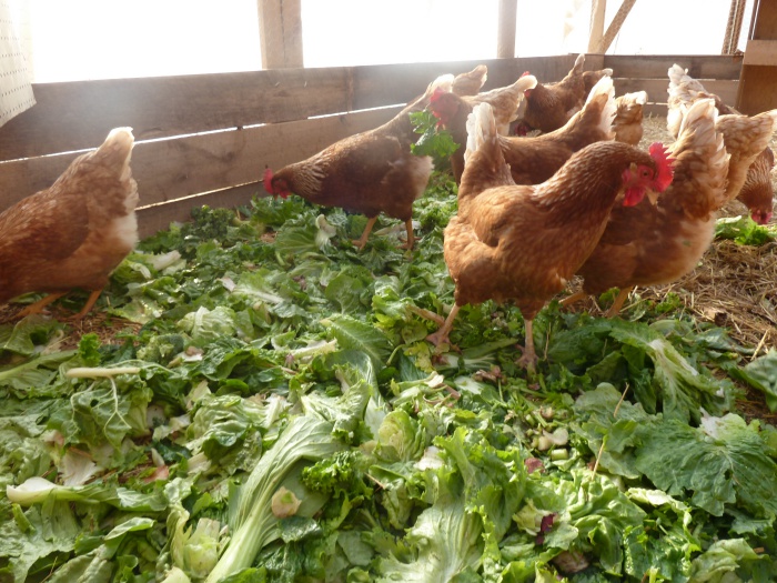 diseases of laying hens in winter from malnutrition