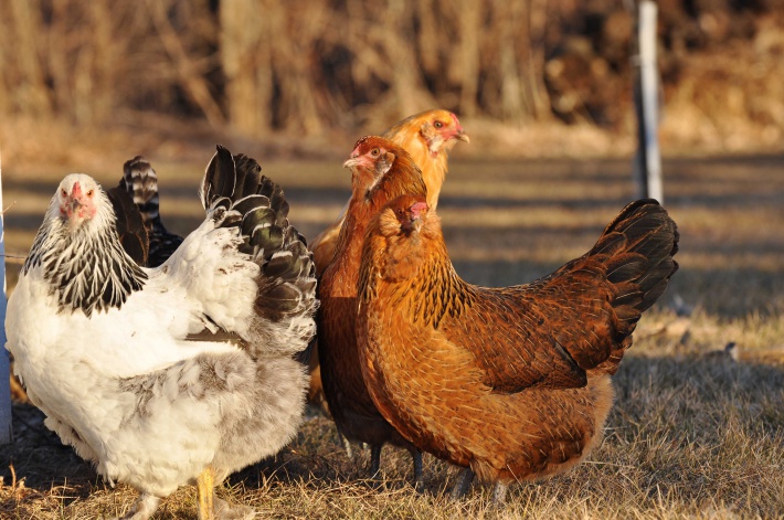 diseases of laying hens