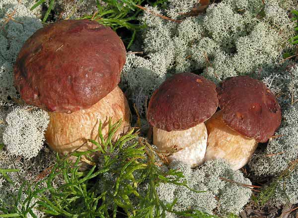 Porcini mushrooms only grow in forests
