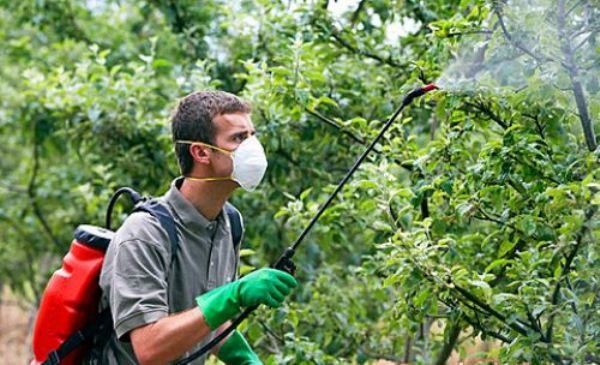 Biological products for processing apple trees in spring