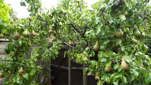 A rich harvest of pears is a consequence of correct spring pruning