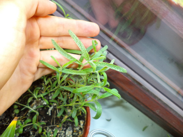 Diseases and pests of rosemary