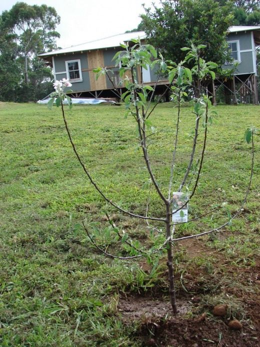 How to feed young apple trees in spring